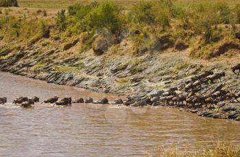 The migration of antelopes across the river. Connochaetes taurinus. Wildebeest. Hoof African savannah. Blue wildebeest.