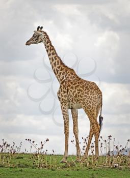 Giraffe in the wild. An animal with a long neck. Wild world of the African savannah