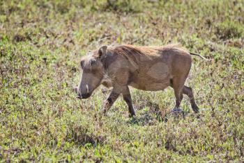 African warthog. Svinoobraznoe animals of the African savannah
