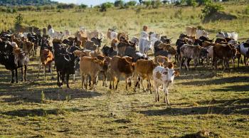 Herd of Jersey cows in the Natal Midlands, Africa