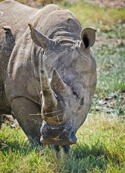 Rhinoceros in the African savannah. Large herbivorous mammal African savannah