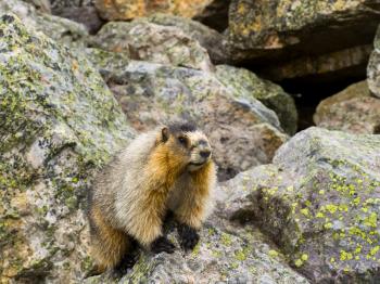 Canadian groundhog on stone boulders. Wildlife Canada.