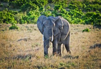 Elephants in the African savannah. Elephant standing in high grass in the Chobe National Park