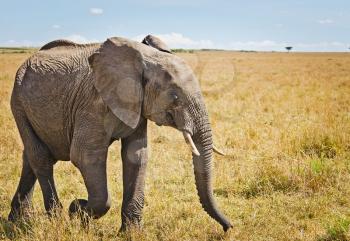 Elephants in the African savannah. Elephant standing in high grass in the Chobe National Park