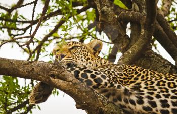 Leopard on a tree in its natural habitat in the African savannah. The predator of the cat family