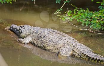 Nile crocodile. Predator African reservoirs. Reptile crocodile