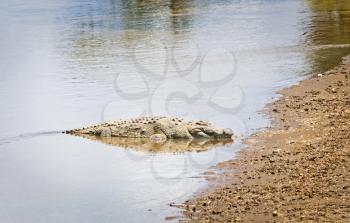 Nile crocodile. Predator African reservoirs. Reptile crocodile