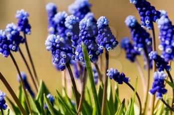 Macro photo of wildlife Blue flowers. Inflorescences of plants.