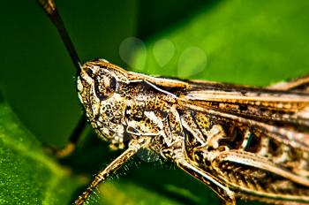 Grasshopper on the grass. Locust insect family.