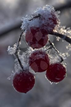 Frozen viburnum berries and in the snow. Macro photo of wildlife