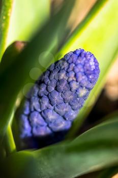 Macro photo of wildlife Blue flowers. Inflorescences of plants.