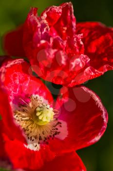 Red poppy flowers, closeup of poppy flowers