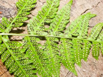 Fern leaves, herbaceous plant fern. Fern leaves, herbaceous plant fern