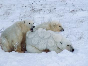 Family of polar bears on Wrangel Island Family of polar bears on Wrangel Island