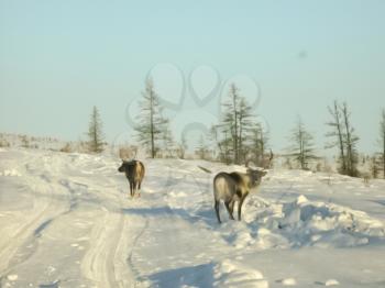 Pasture for grazing a herd of reindeer. Reindeer in Chukotka, Chukchi farming.