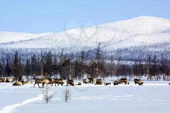 Pasture for grazing a herd of reindeer. Reindeer in Chukotka, Chukchi farming.
