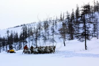 Bilibino, Russia - January 23, 2015: Pasture for grazing a herd of reindeer. Reindeer in Chukotka, Chukchi farming.