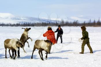 Bilibino, Russia - January 23, 2015: Pasture for grazing a herd of reindeer. Reindeer in Chukotka, Chukchi farming.