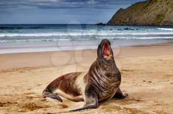 Wild seal on the beach, Cannibal Bay, New Zealand