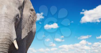 African elephant against blue sky background
