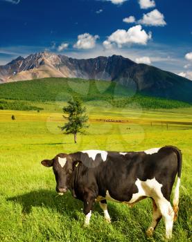 Mountain landscape with green field and grazing bull
