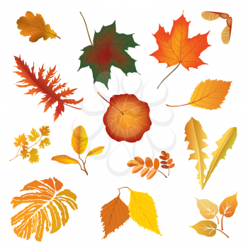 Nature fall leaf icon set Herb floral sign Autumn leaves season isolated