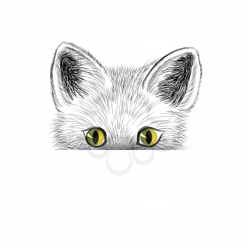 Cat. Kitten face sketch. Cat isolated. Cat head icon looking at camera. baby cat illustration