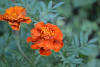 Marigolds. Tagetes. Flowerbed. Fluffy buds. Green leaves. Growing flowers.  Flowers yellow or orange. Horizontal