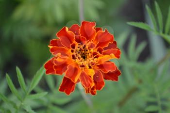 Marigolds. Tagetes. Flowers yellow or orange. Flowerbed. Fluffy buds. Green leaves. Growing flowers. Horizontal