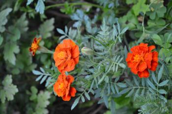 Marigolds. Tagetes. Flowers yellow or orange. Fluffy buds. Garden. Flowerbed. Growing flowers. Vertical