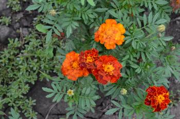 Marigolds. Tagetes. Flowers yellow or orange. Fluffy buds. Green leaves. Flowerbed. Growing flowers. Horizontal