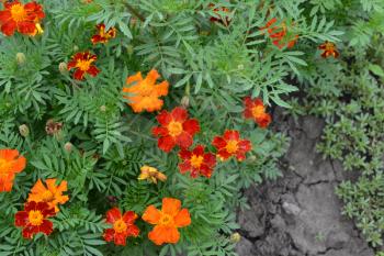 Marigolds. Tagetes. Flowers yellow or orange. Fluffy buds. Green leaves. Garden. Flowerbed. Growing flowers. Horizontal