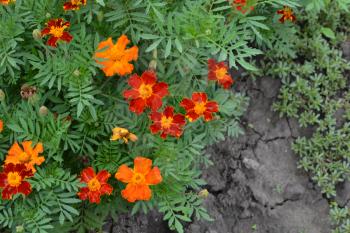 Marigolds. Tagetes. Flowers yellow or orange. Fluffy buds. Green leaves. Garden. Flowerbed. Horizontal photo