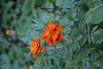 Marigolds. Tagetes. Flowers yellow or orange. Fluffy buds. Green leaves. Garden. Growing flowers. Vertical