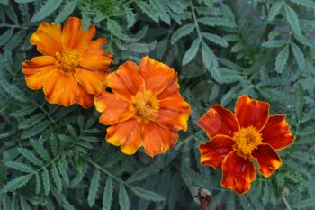 Marigolds. Tagetes. Flowers yellow or orange. Fluffy buds. Green leaves. Growing flowers. Horizonta