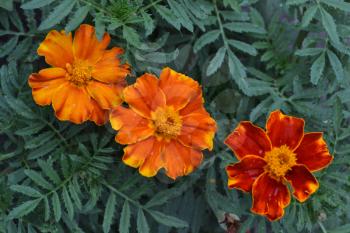 Marigolds. Tagetes. Flowers yellow or orange. Fluffy buds. Green leaves. Growing flowers. Horizontal photo