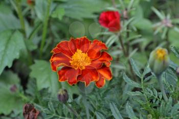 Marigolds. Tagetes. Flowers yellow or orange. Garden. Flowerbed. Fluffy buds. Green leaves. Growing flowers. Horizontal