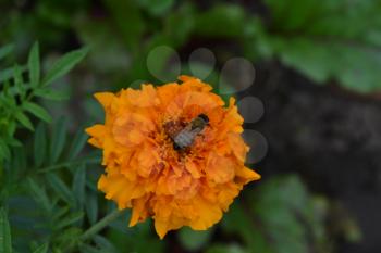 Marigolds. Tagetes. Tagetes erecta. Flowers yellow or orange. Fluffy buds. Bee. Green leaves. Garden. Flowerbed. Growing flowers. Horizontal photo