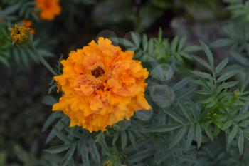 Marigolds. Tagetes. Tagetes erecta. Flowers yellow or orange. Fluffy buds. Green leaves. Garden. Flowerbed. Growing flowers. Horizontal photo