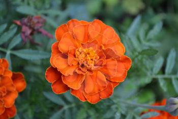 Marigolds. Tagetes.Garden. Fluffy buds. Green leaves. Growing flowers.  Flowers yellow or orange. Horizontal