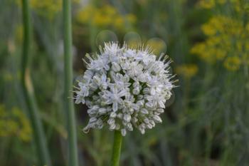 Onions growing in the garden. Allium cepa. Flowers bow. Close-up. Farm