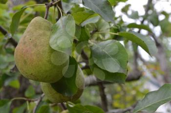 Pear. Pyrus communis. Tree with ripe pear fruit. The branches of a pear tree. Horizontal photo. Pears close-up. Green