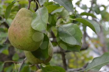 Pear. Pyrus communis. Tree with ripe pear fruit. The branches of a pear tree. Horizontal photo. Pears close-up