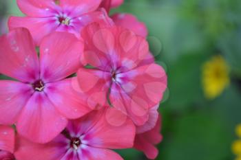 Phlox. Polemoniaceae. Beautiful inflorescence. Flowers pink. Nice smell. Growing flowers. Flowerbed. Close-up. Horizontal