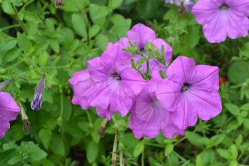 Petunia. Stimoryne. Petunia nyctaginiflora. Delicate flower. Flowers pink. bushes petunias. Flowerbed. Growing flowers. Beautiful plants. Horizontal photo