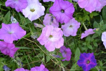 Petunia. Stimoryne. Petunia nyctaginiflora. Delicate flower. Flowers pink. bushes petunias. Green leaves. Growing flowers. Beautiful plants. Horizontal photo