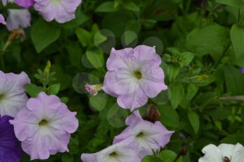 Petunia. Stimoryne. Petunia nyctaginiflora. Delicate flower. Flowers pink. bushes petunias. Growing flowers. Beautiful plants. Horizontal photo