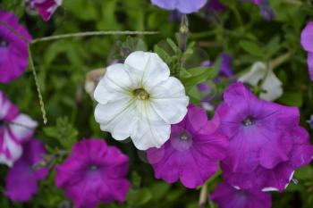 Petunia. Stimoryne. Petunia nyctaginiflora. Delicate flower. Flowers purple color. bushes petunias. Green leaves. Flowerbed. Growing flowers. Beautiful plants. Horizontal