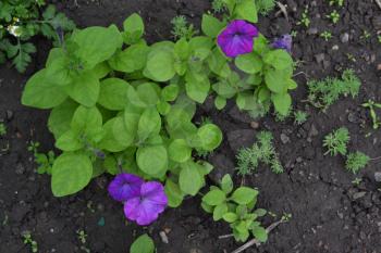 Petunia. Stimoryne. Petunia nyctaginiflora. Delicate flower. Flowers purple color. bushes petunias. Green leaves. Garden. Flowerbed. Growing flowers. Beautiful plants. Horizontal photo