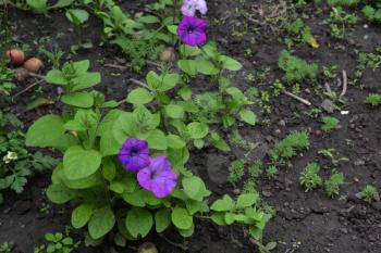 Petunia. Stimoryne. Petunia nyctaginiflora. Delicate flower. Flowers purple color. bushes petunias. Green leaves. Garden. Flowerbed. Growing flowers. Horizontal photo